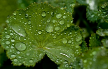 Load image into Gallery viewer, Aromatherapy Mist - Ultra Fresh Formula