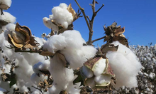 Load image into Gallery viewer, Chemo Pillow - Post Op Recovery Formula