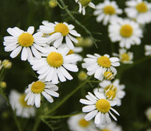 Load image into Gallery viewer, Spa Pillow-Travel Companion Size-Washable-Herbal Sachet Pouch